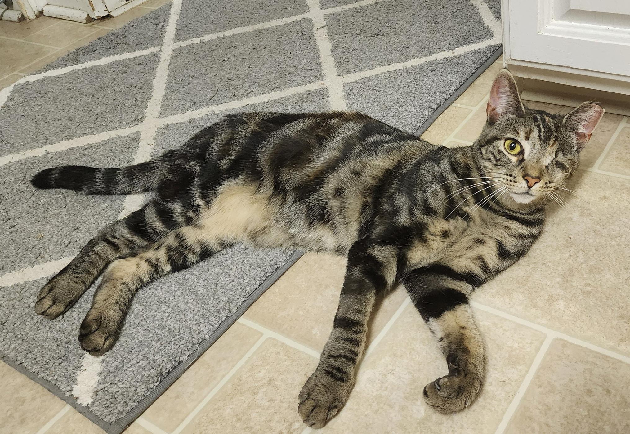 Enlarge Violet, a Adoptable mixed breed in Harrisburg, PA image 5/6