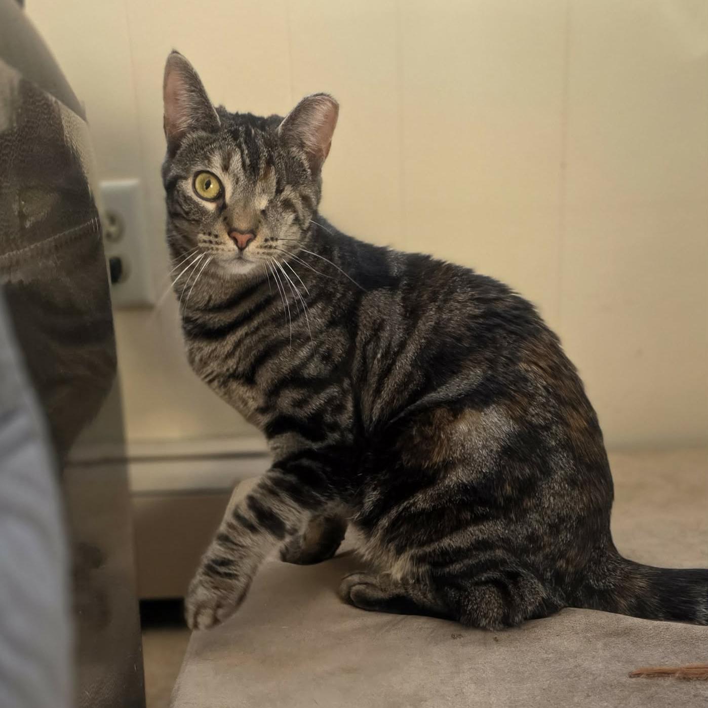 Enlarge Violet, a Adoptable mixed breed in Harrisburg, PA image 5/6