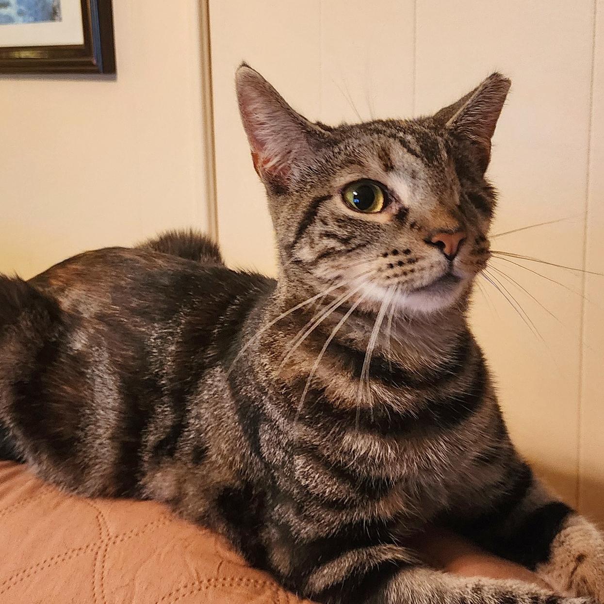 Enlarge Violet, a Adoptable mixed breed in Harrisburg, PA image 4/6