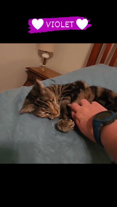 Enlarge Violet, a Adoptable mixed breed in Harrisburg, PA video 6/6