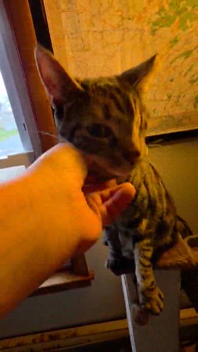 Enlarge Violet, a Adoptable mixed breed in Harrisburg, PA video 4/6