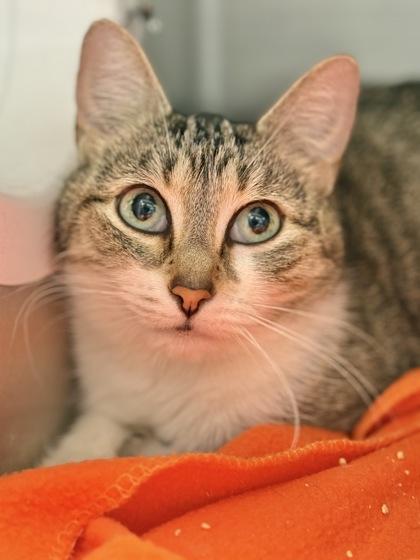 Dewey — thumbnail 2