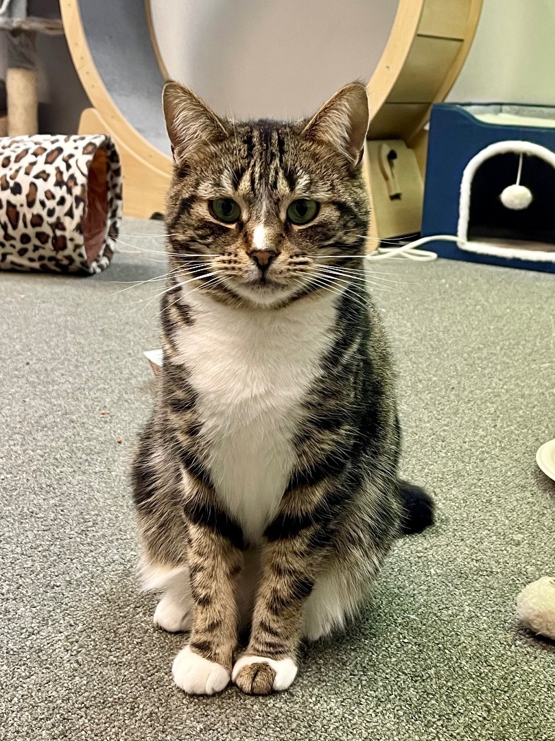 Pastrami Salami, a Adoptable Domestic Short Hair in Oak Park, MI image 3/5