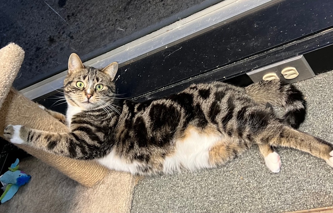 Pastrami Salami, a Adoptable Domestic Short Hair in Oak Park, MI image 4/5