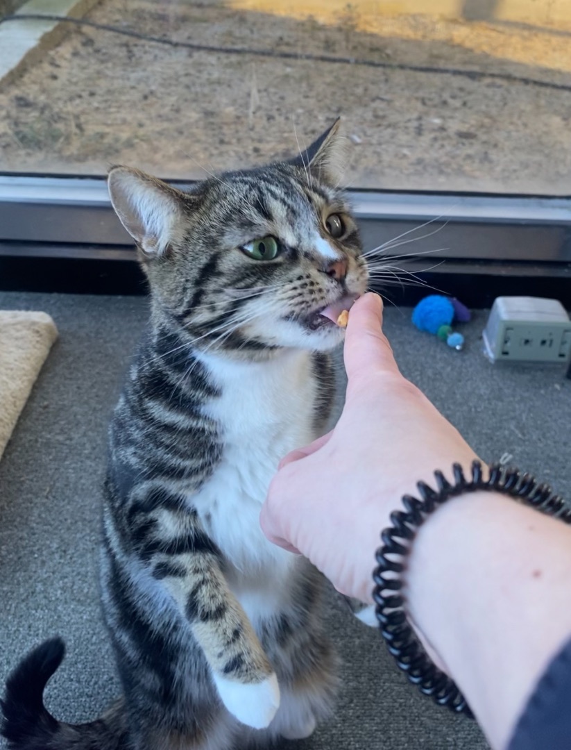 Pastrami Salami, a Adoptable Domestic Short Hair in Oak Park, MI image 2/5