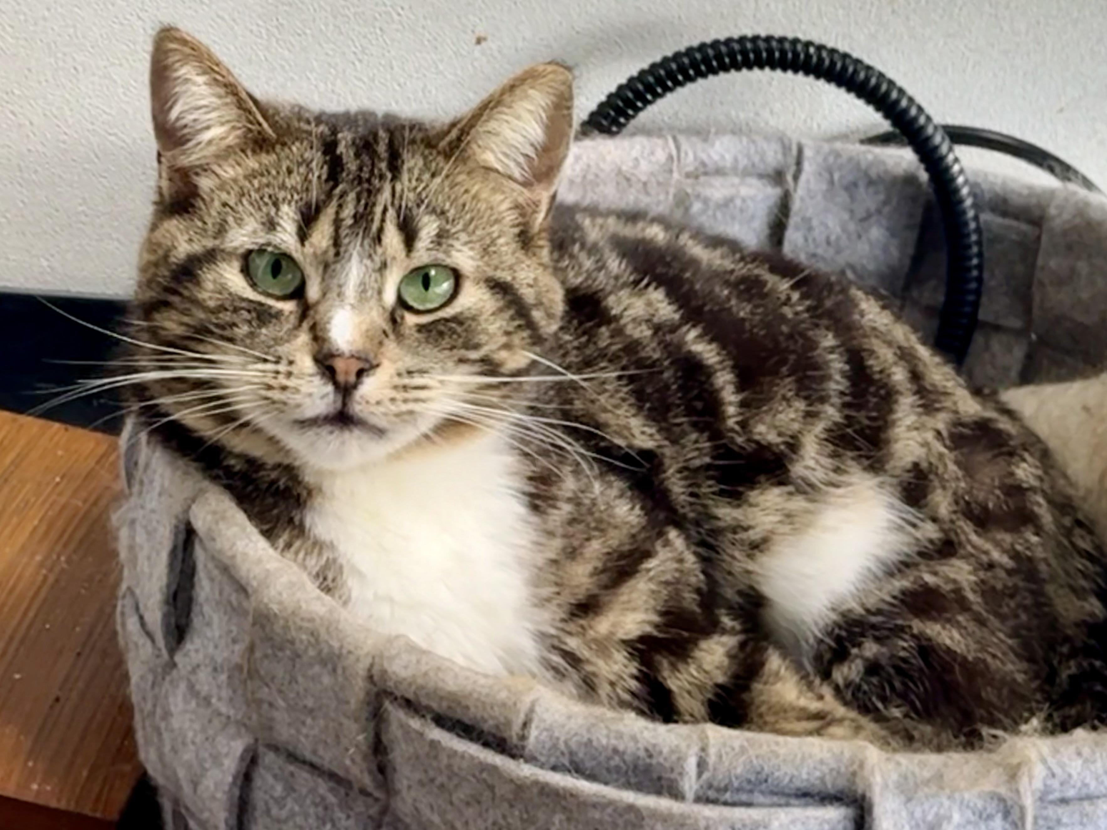 Pastrami Salami, a Adoptable Domestic Short Hair in Oak Park, MI image 1/5