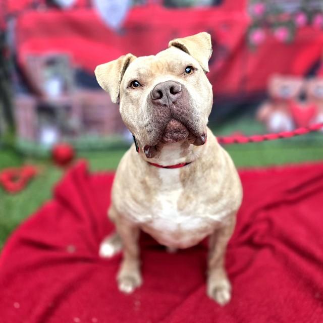 Enlarge KYLO, a Adoptable mixed breed in Long Beach, CA image 1/1