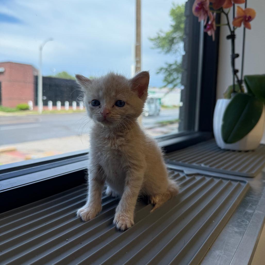 Clementine, Adoptable, Kitten Female Domestic Short Hair.