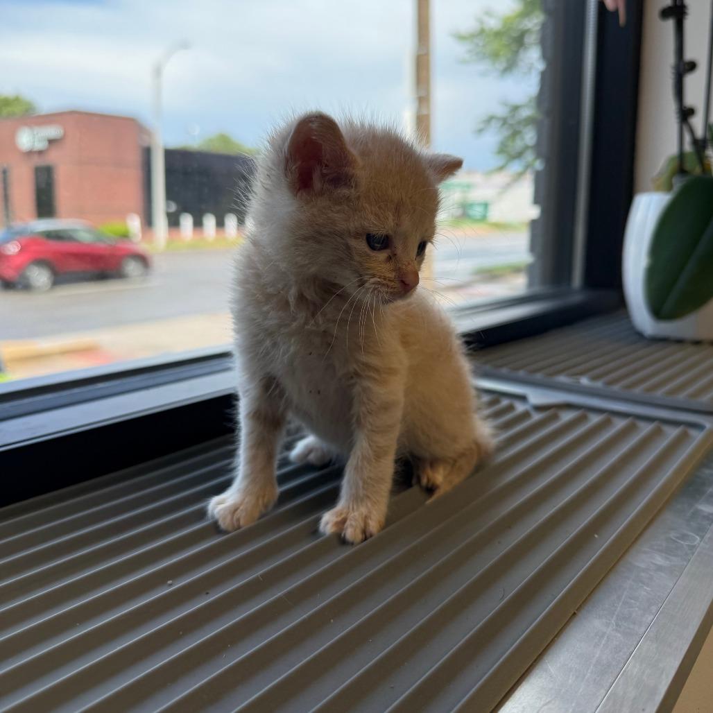 Clementine, a Adoptable Domestic Short Hair in St. Louis, MO image 2/3