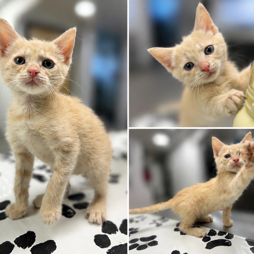 Clementine, a Adoptable Domestic Short Hair in St. Louis, MO image 3/3
