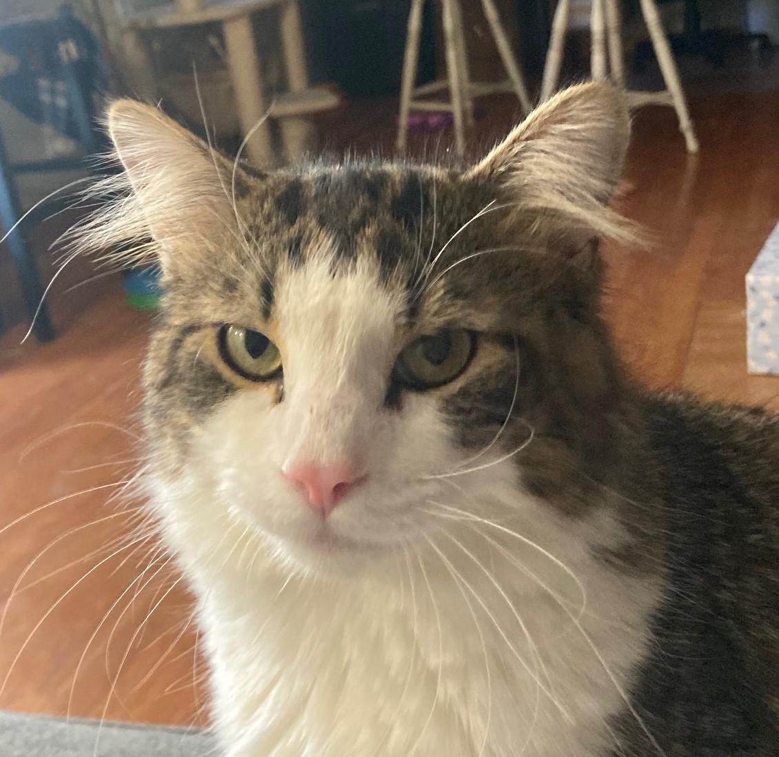 Koko, Adopted, Young Female Domestic Long Hair.