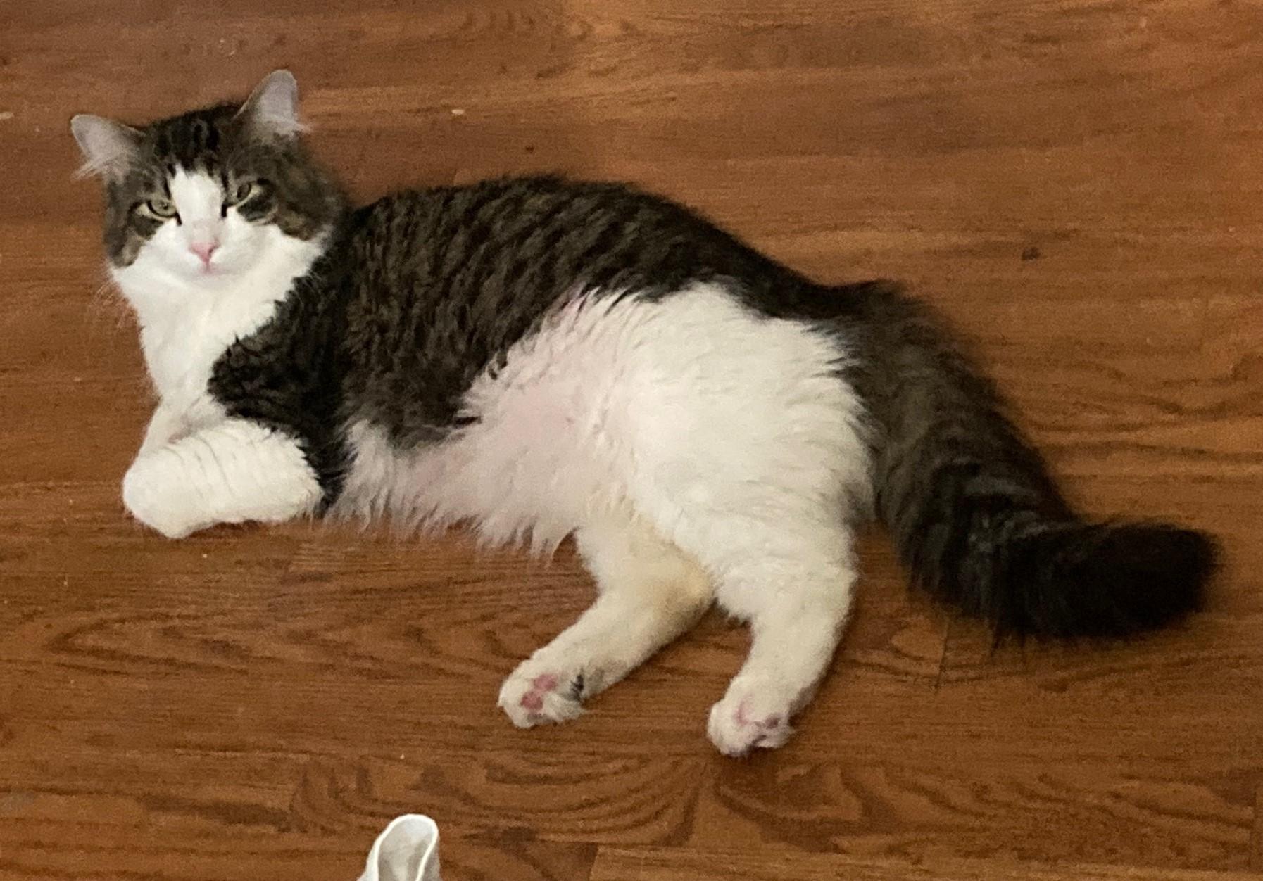 Enlarge Koko, a Adopted mixed breed in Bridgeport, CT image 2/2