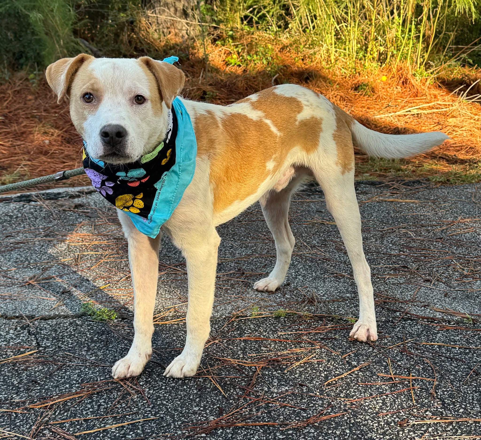 Biscuit, Adoptable, Adult Male Mixed Breed.