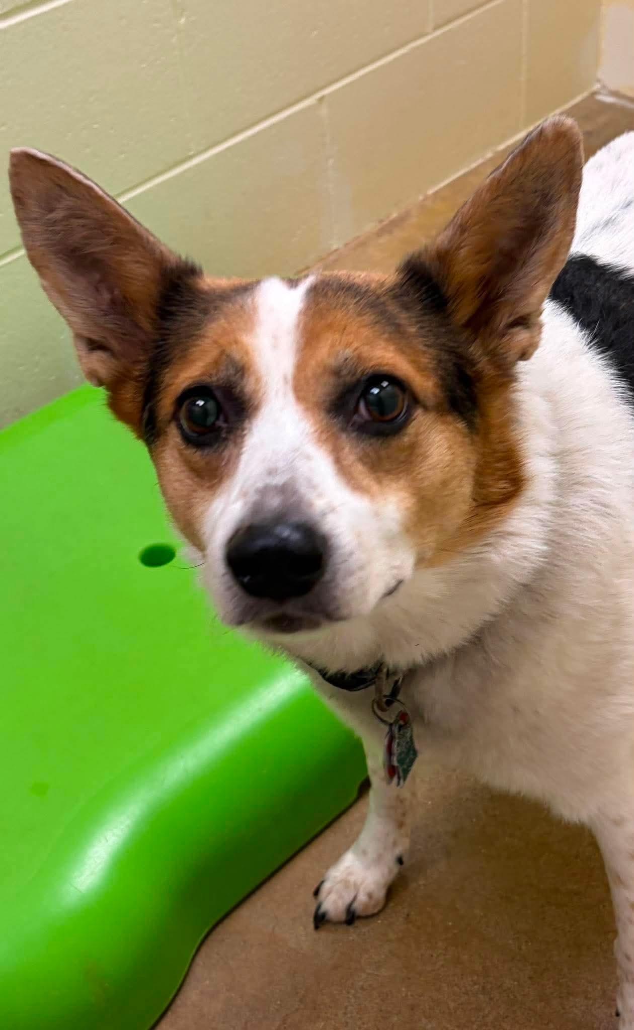 Lucy, adopted, Adult Female Australian Cattle Dog / Blue Heeler & Corgi.