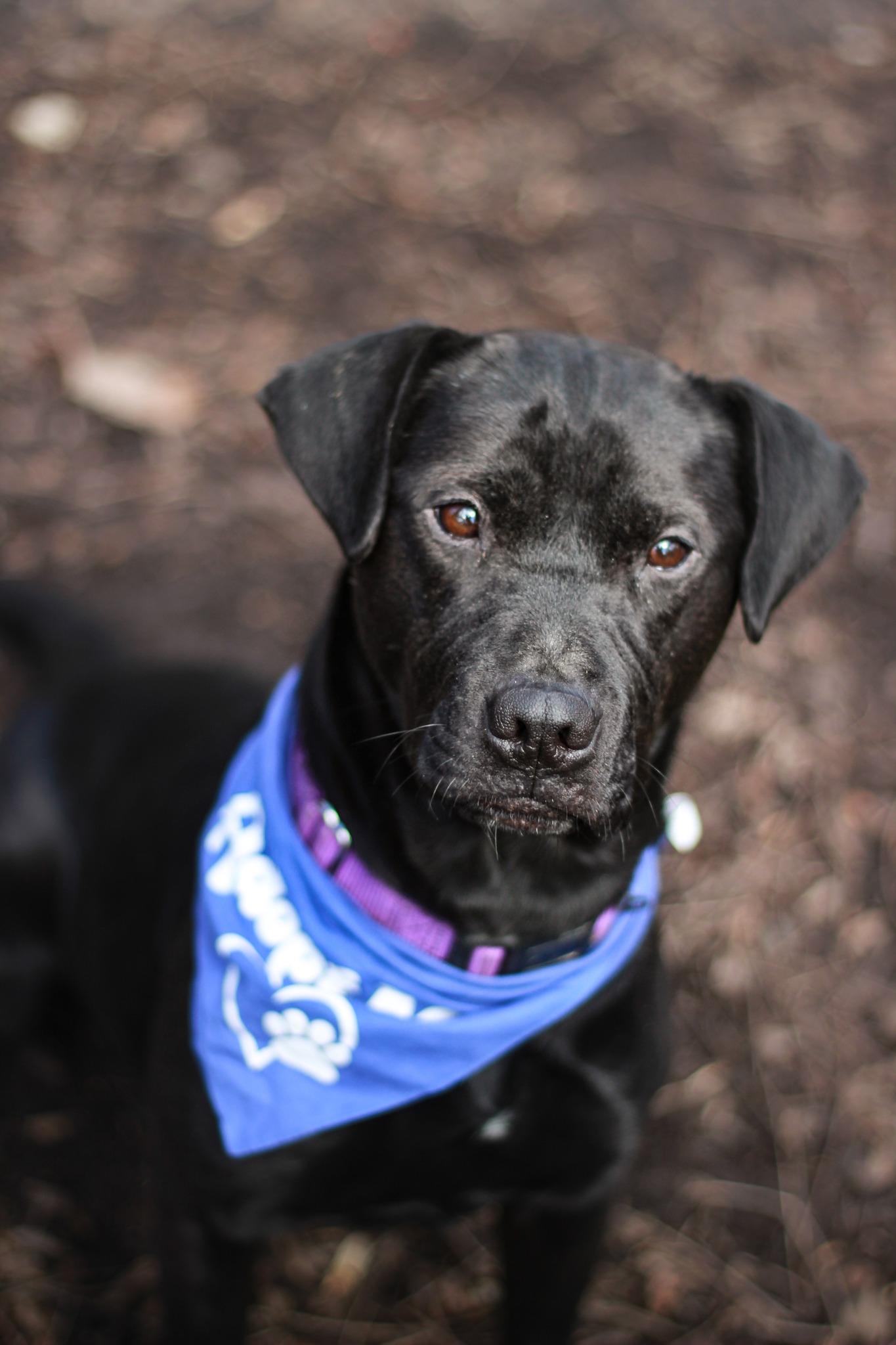 Enlarge Beetlejuice, a Adoptable mixed breed in Spencer, IN image 2/2