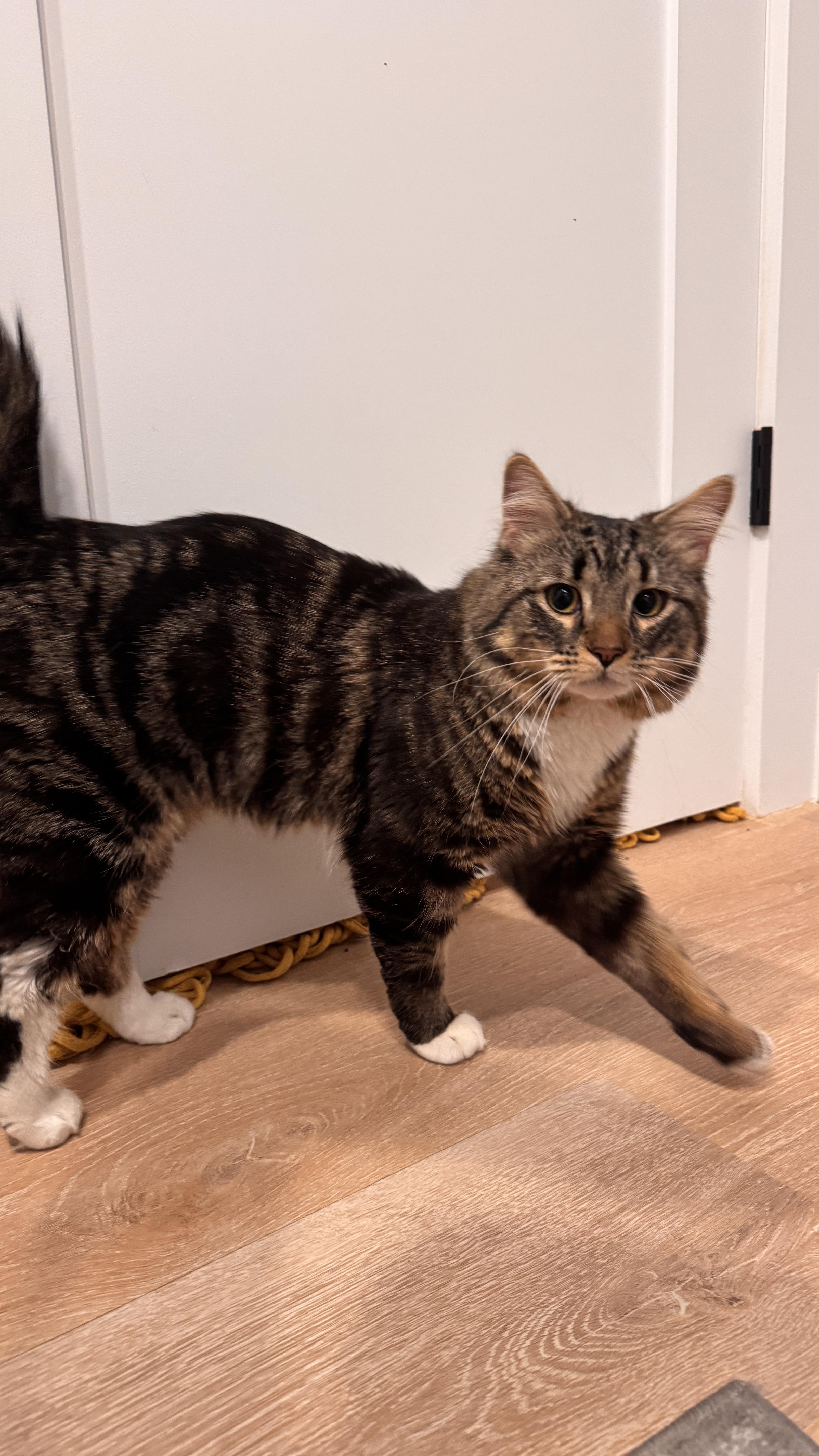 Monsieur Lafayette, a ADOPTABLE mixed breed in Brooklyn, NY image 5/6