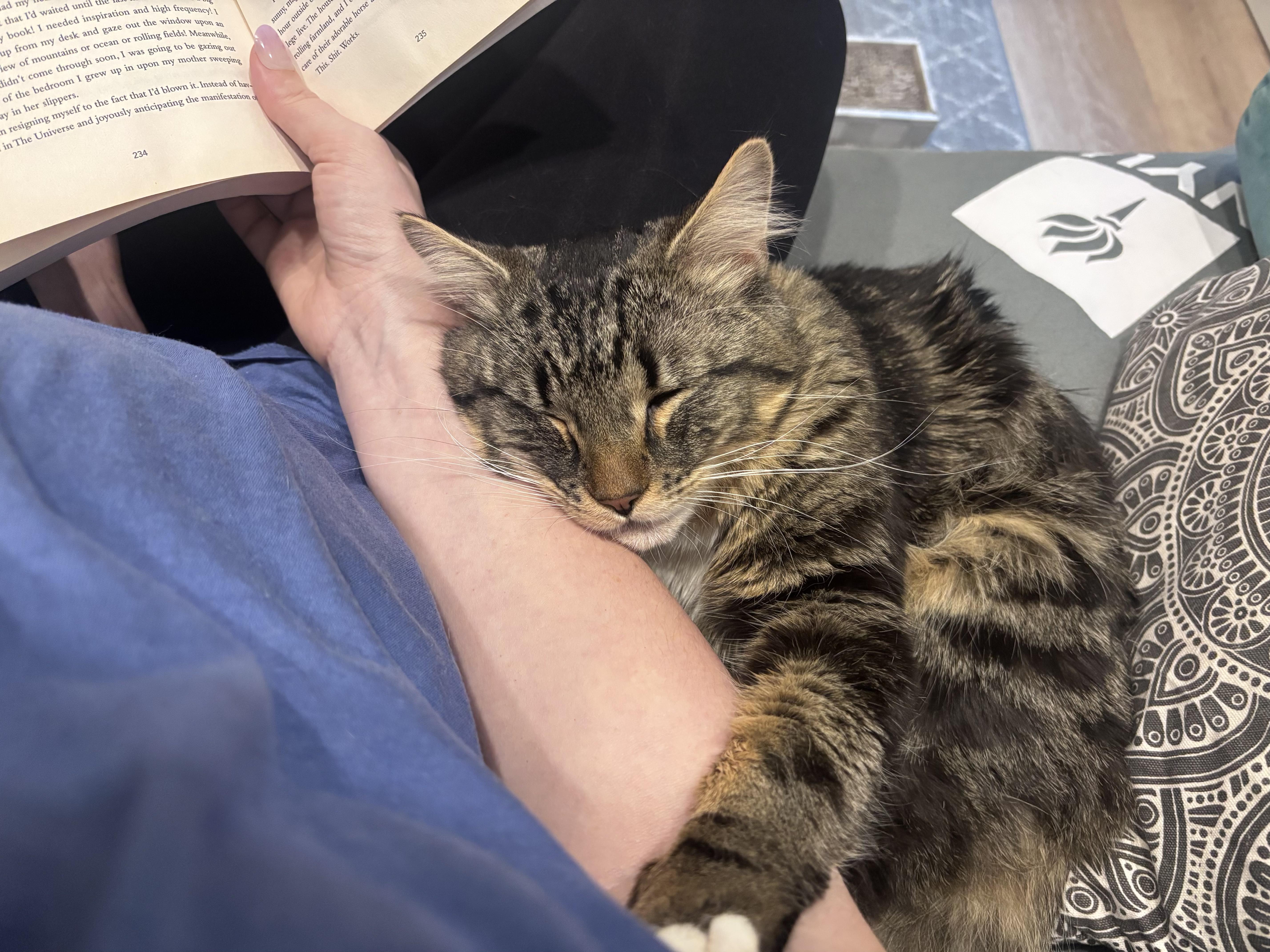 Monsieur Lafayette, a ADOPTABLE mixed breed in Brooklyn, NY image 6/6