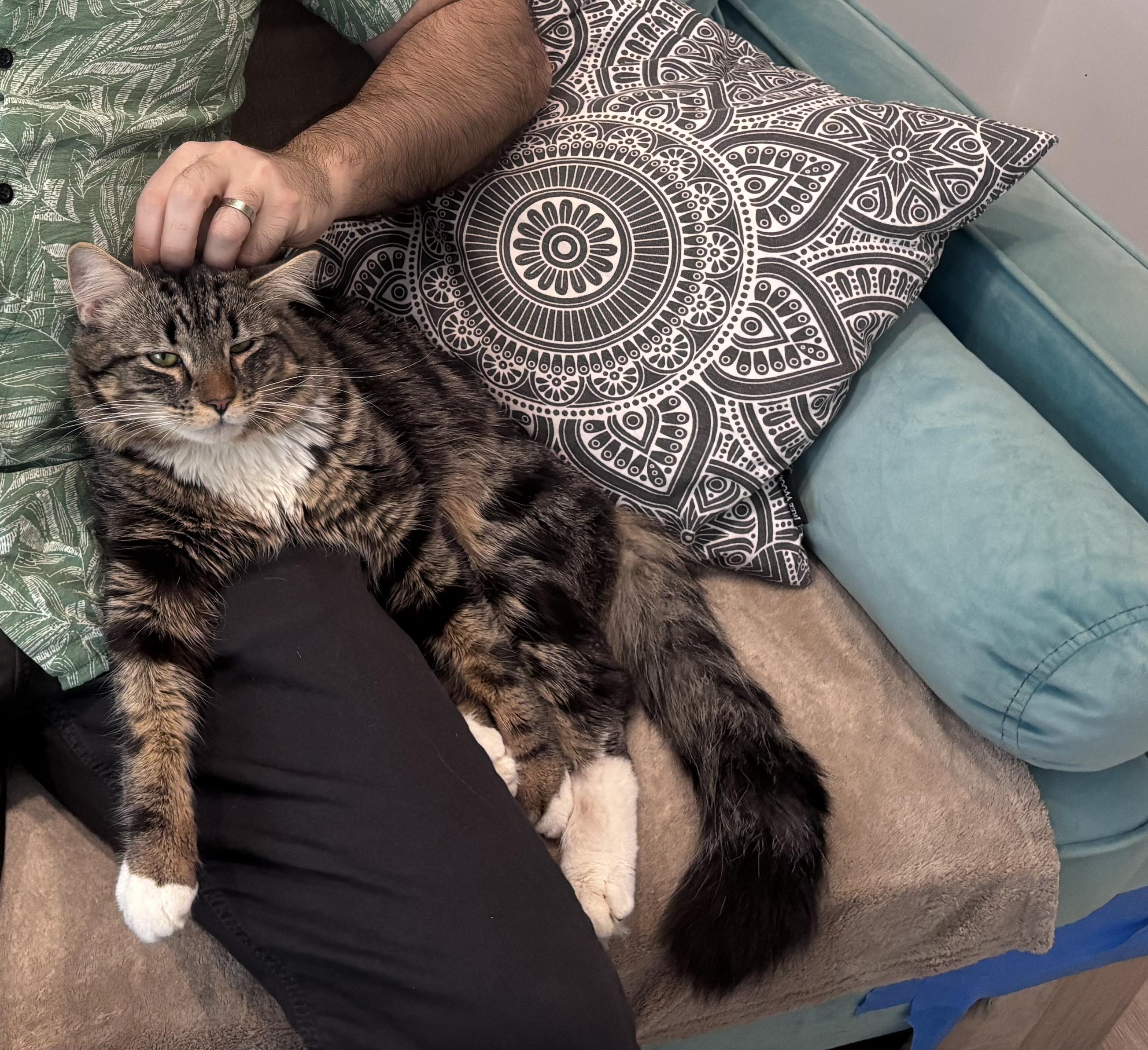 Monsieur Lafayette, a ADOPTABLE mixed breed in Brooklyn, NY image 3/6