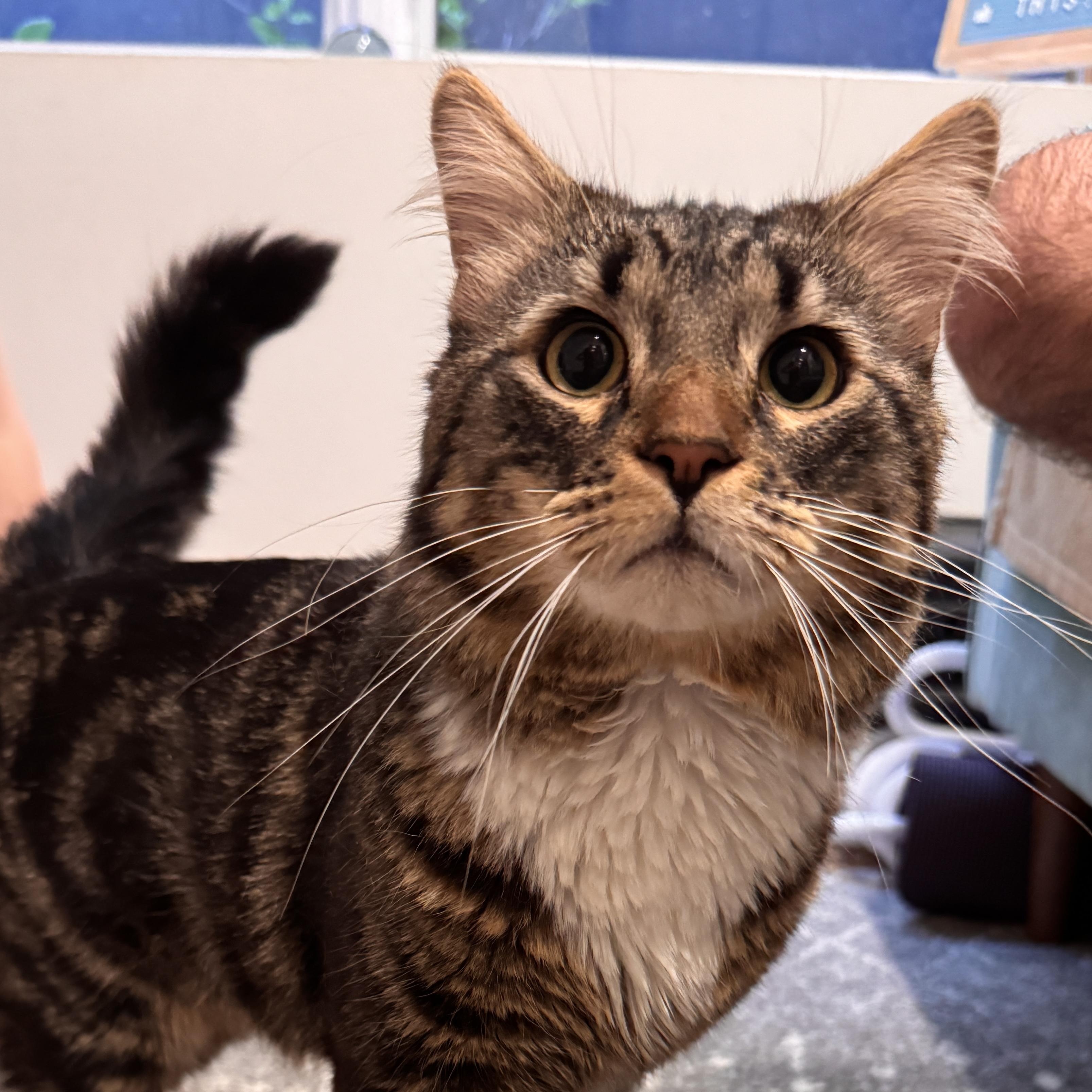 Monsieur Lafayette, ADOPTABLE, Young Male Maine Coon.