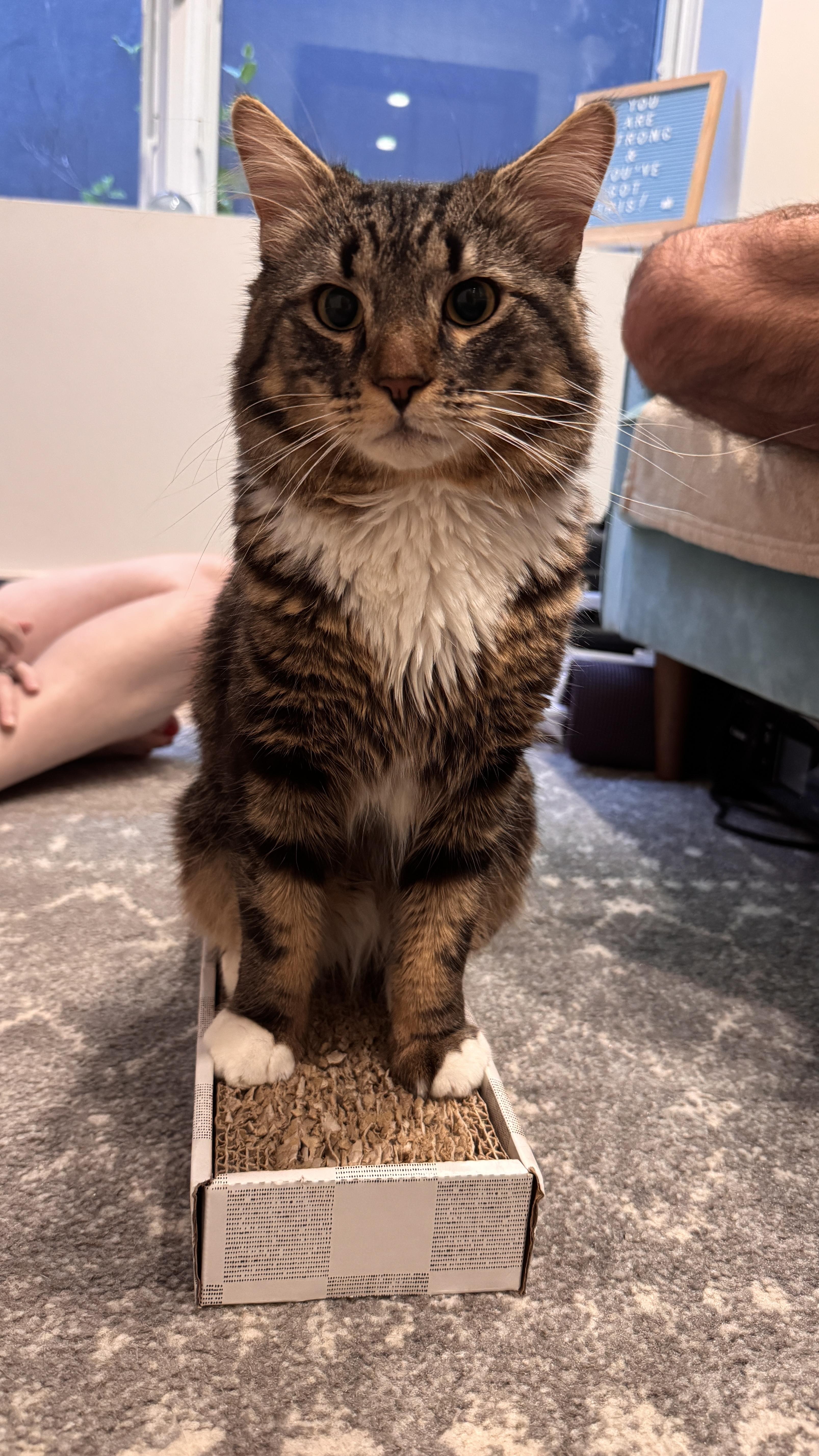 Monsieur Lafayette, a ADOPTABLE mixed breed in Brooklyn, NY image 2/6