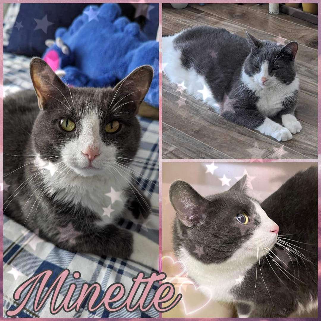 Enlarge Minette, a Adoptable Domestic Short Hair in Beloeil, QC image 1/1