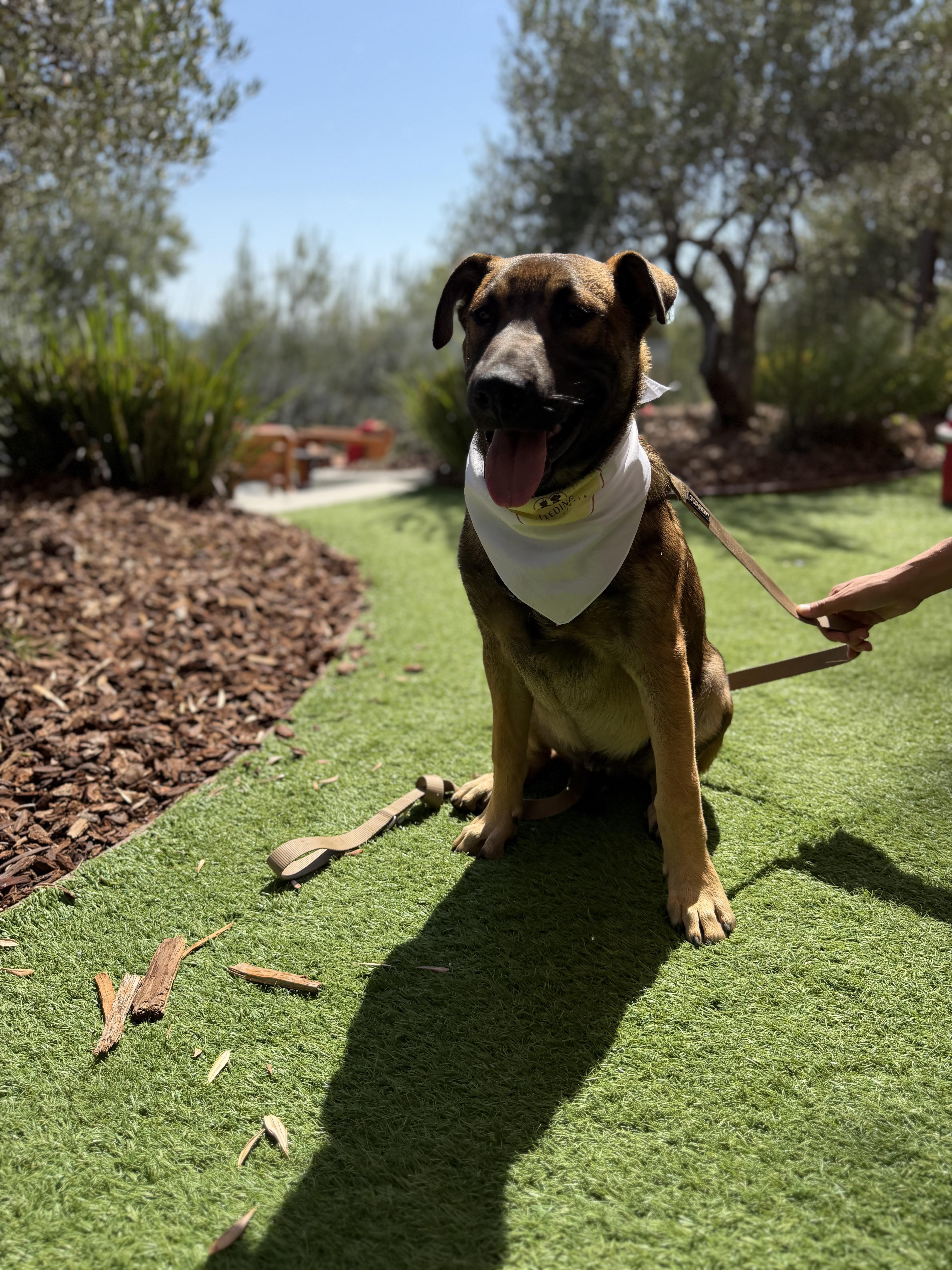 Maddix, Adoptable, Puppy Male Belgian Shepherd / Malinois.