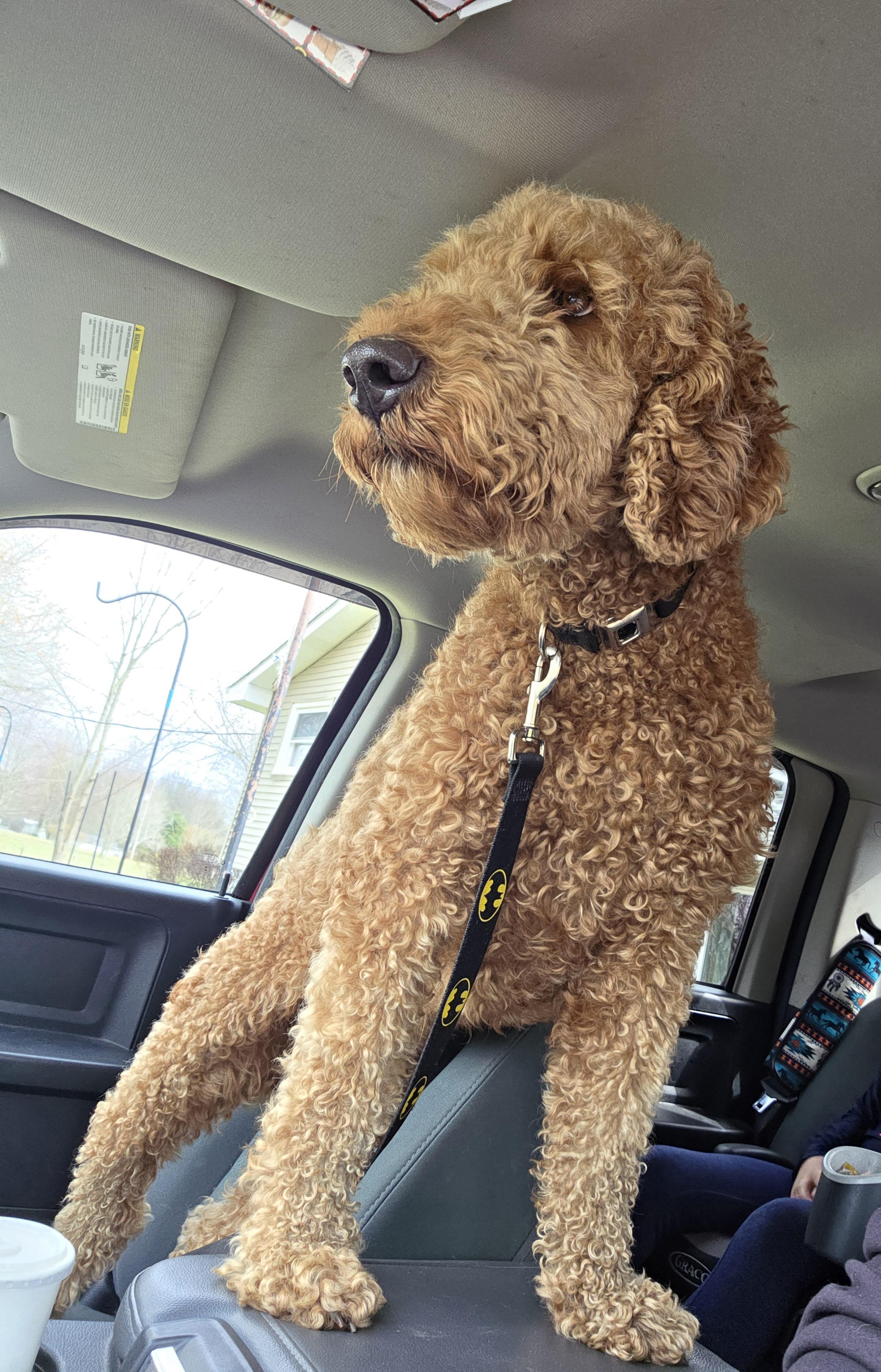 Teddy, adopted, Adult Male Goldendoodle.
