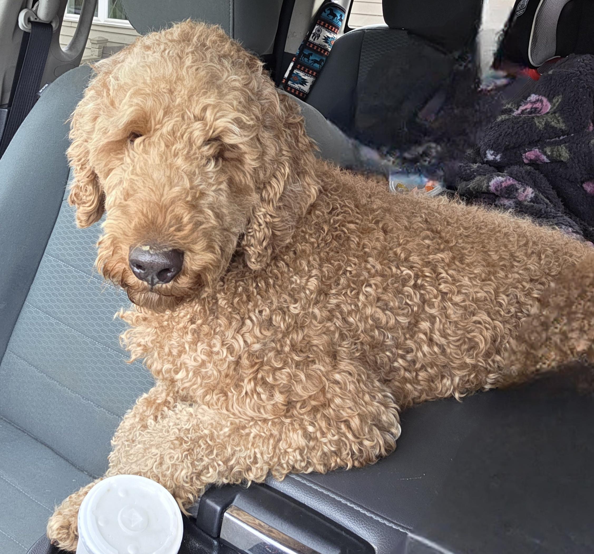 Enlarge Teddy, an adopted Goldendoodle in Diamond, OH image 2/2