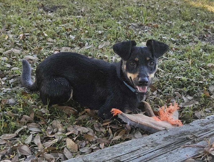 Enlarge Tilly, an adopted mixed breed in Pensacola, FL image 5/6