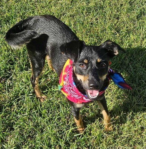 Enlarge Tilly, an adopted mixed breed in Pensacola, FL image 6/6