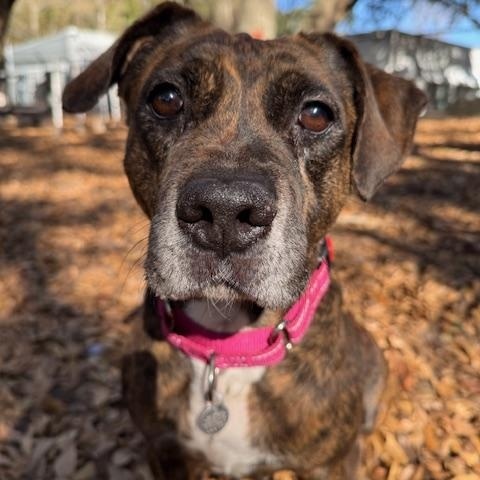 Enlarge Sugar, a ADOPTABLE Mixed Breed in Charleston, SC image 4/4