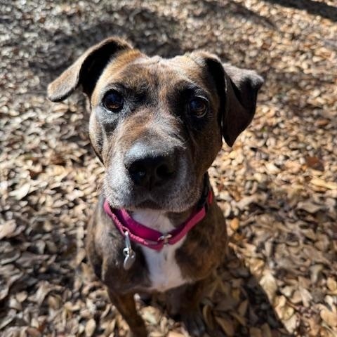 Enlarge Sugar, a ADOPTABLE Mixed Breed in Charleston, SC image 3/4
