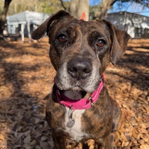 Enlarge Sugar, a ADOPTABLE Mixed Breed in Charleston, SC image 1/4