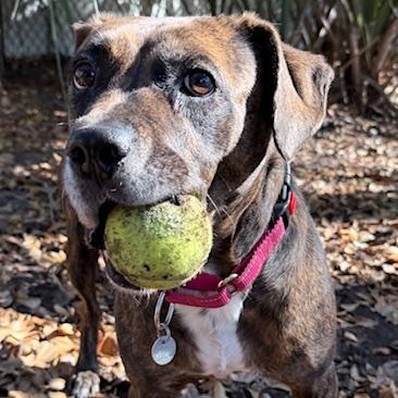 Enlarge Sugar, a ADOPTABLE Mixed Breed in Charleston, SC image 2/4