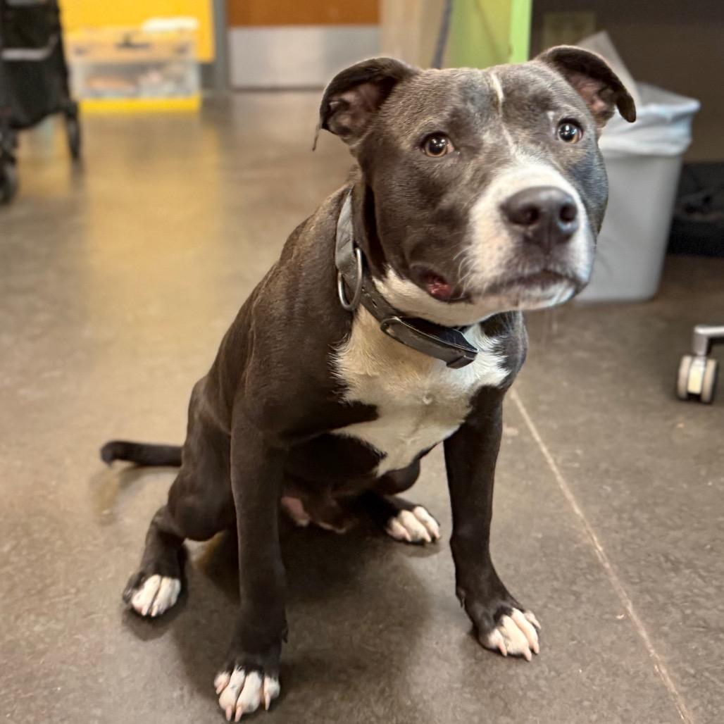 Galloway, Adoptable, Adult Male Pit Bull Terrier.