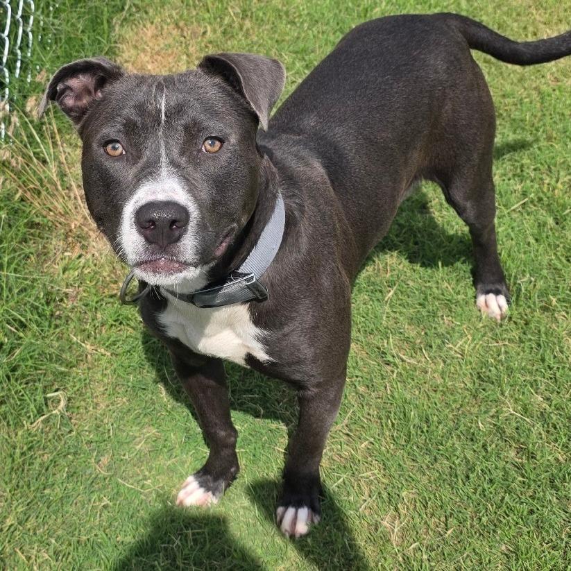 Galloway, a Adoptable Pit Bull Terrier in Norman, OK image 2/2