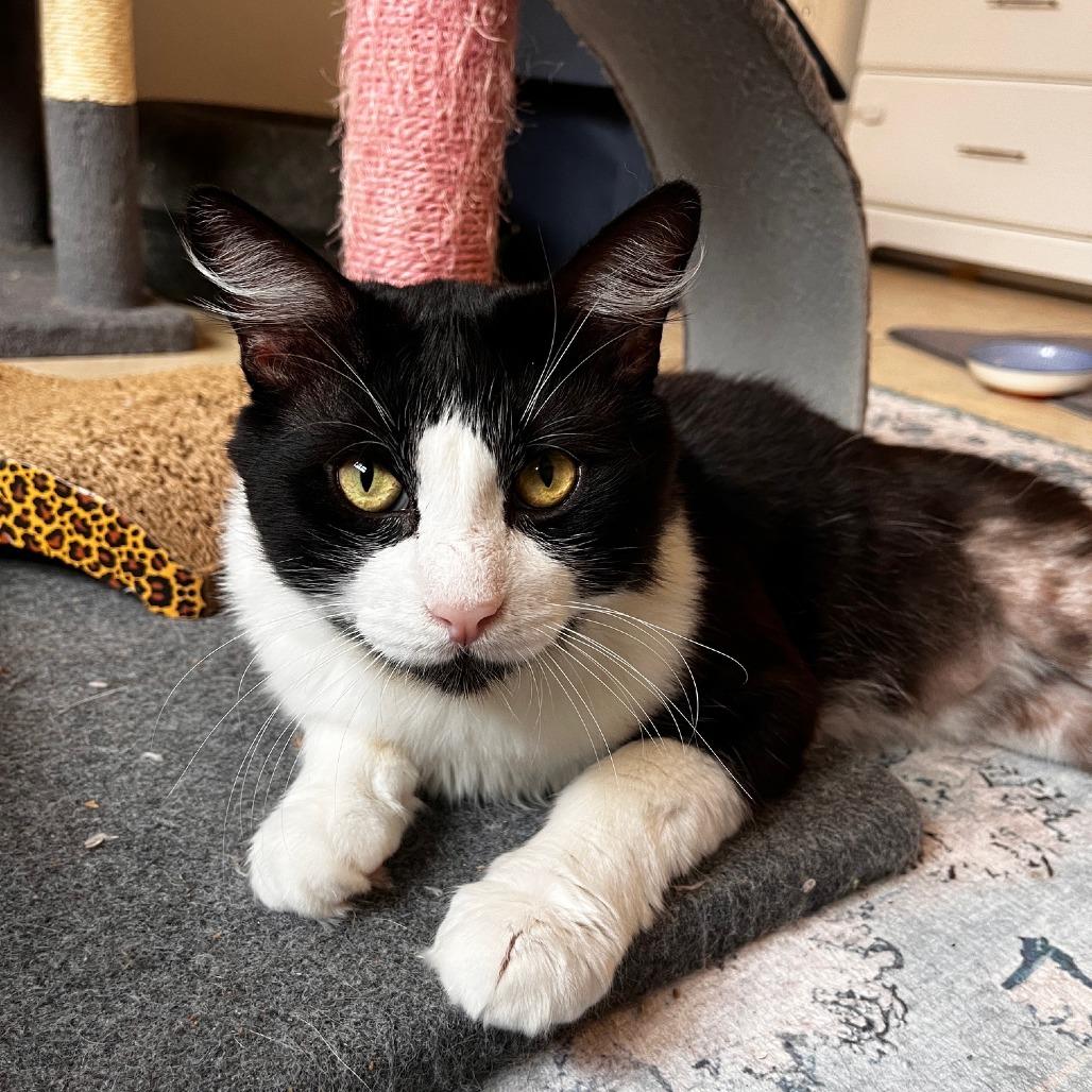 Willie, Adoptable, Adult Male Domestic Short Hair.