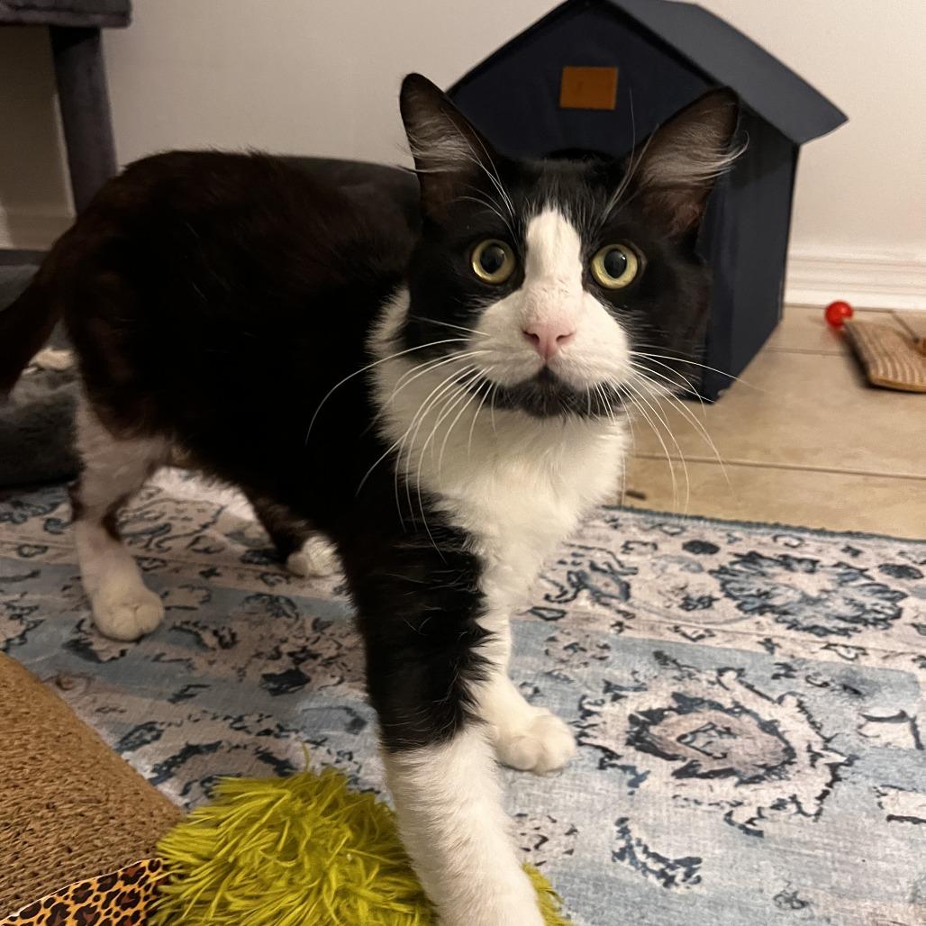 Enlarge Willie, a Adoptable Domestic Short Hair in Boston, MA image 2/4