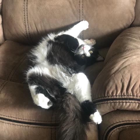 Enlarge Willie, a Adoptable Domestic Short Hair in Boston, MA image 3/4