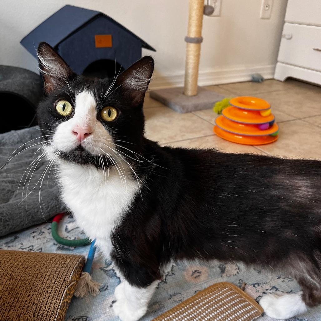 Enlarge Willie, a Adoptable Domestic Short Hair in Boston, MA image 4/4