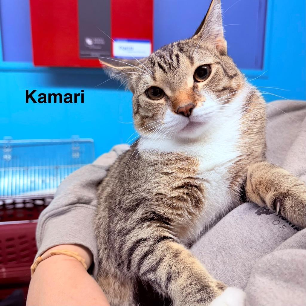 Enlarge Kamari, a Adoptable mixed breed in Utica, MI image 1/1