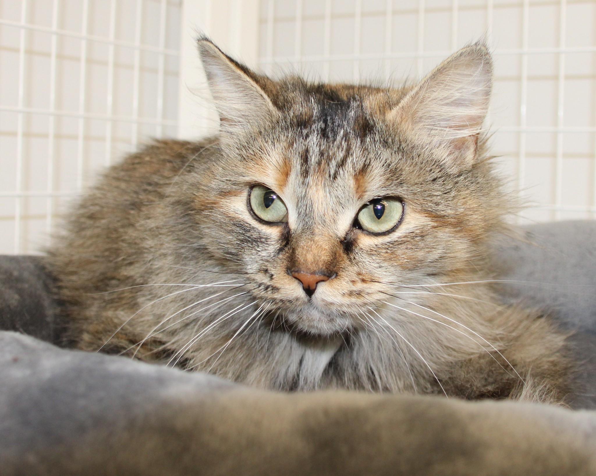 Enlarge Zoe, an adopted Domestic Long Hair in Medfield, MA image 1/1