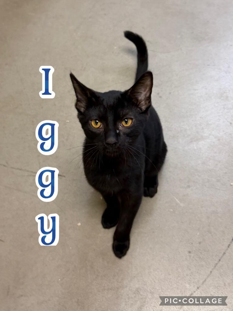 Iggy, Adoptable, Kitten Male Domestic Short Hair.