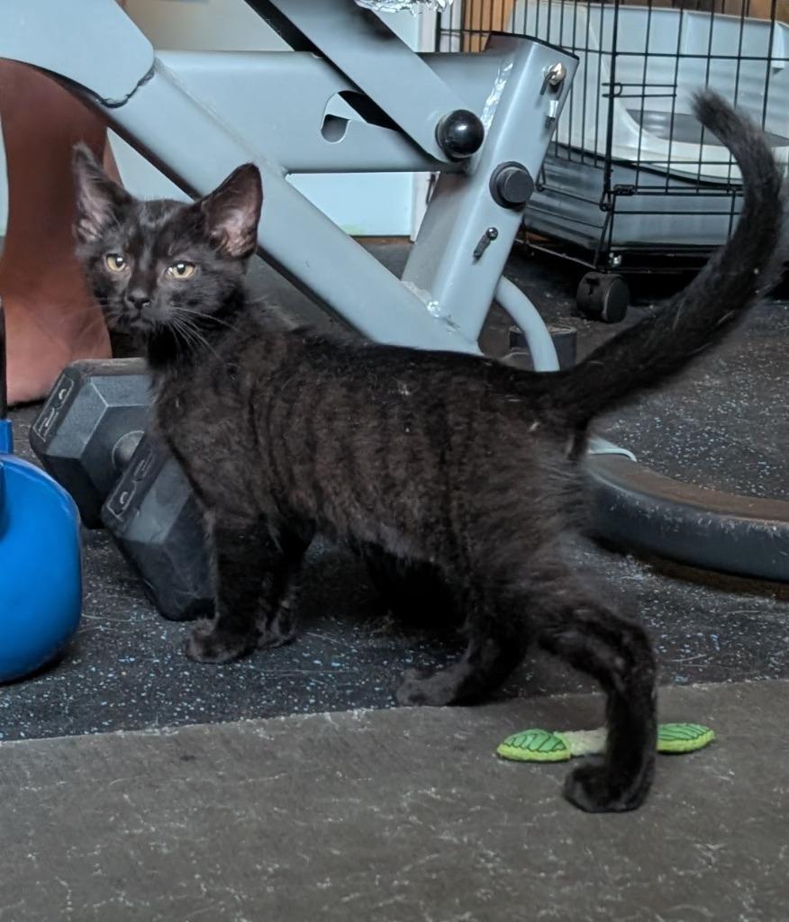 Iggy, Adoptable, Kitten Male Domestic Short Hair.