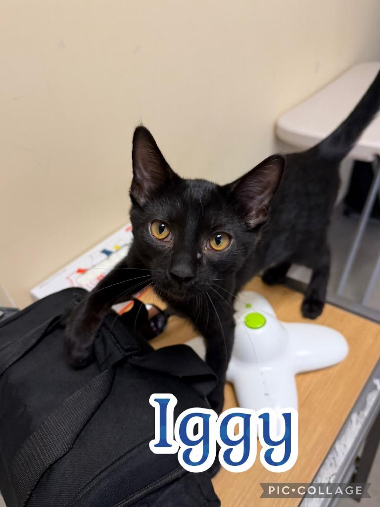 Iggy, a Adoptable mixed breed in Fort Oglethorpe, GA image 3/3