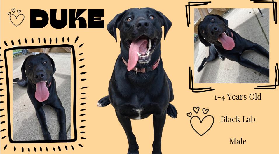 Duke, ADOPTABLE, Adult Male Black Labrador Retriever.