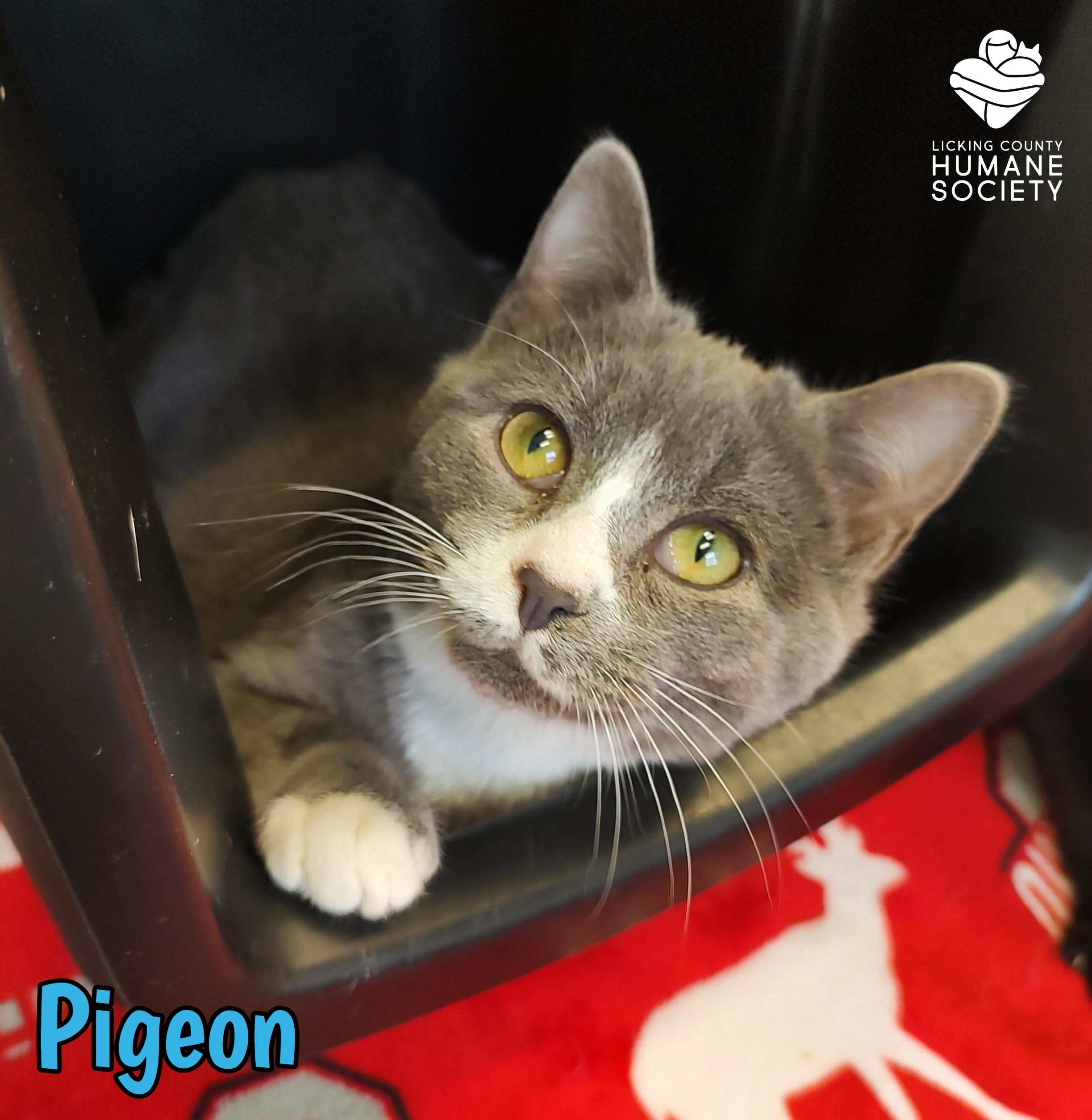 Enlarge Pigeon, a Adoptable Domestic Short Hair in Heath, OH image 1/1