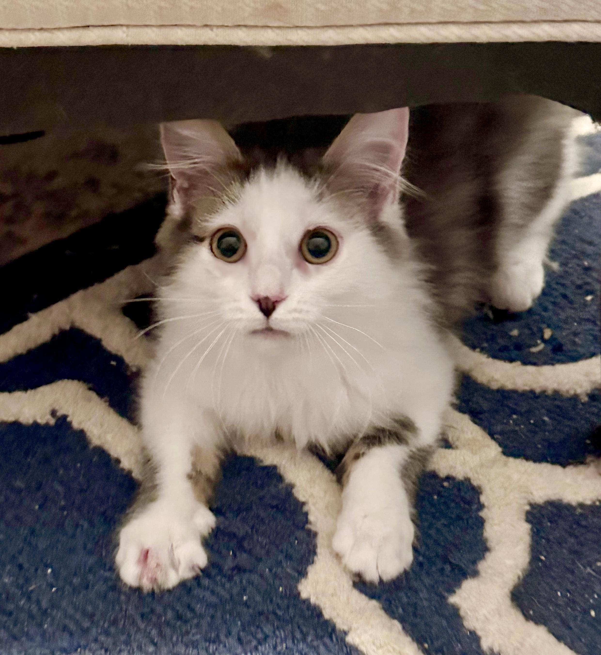 Enlarge Elsa, a ADOPTABLE mixed breed in Bethel, CT image 6/6