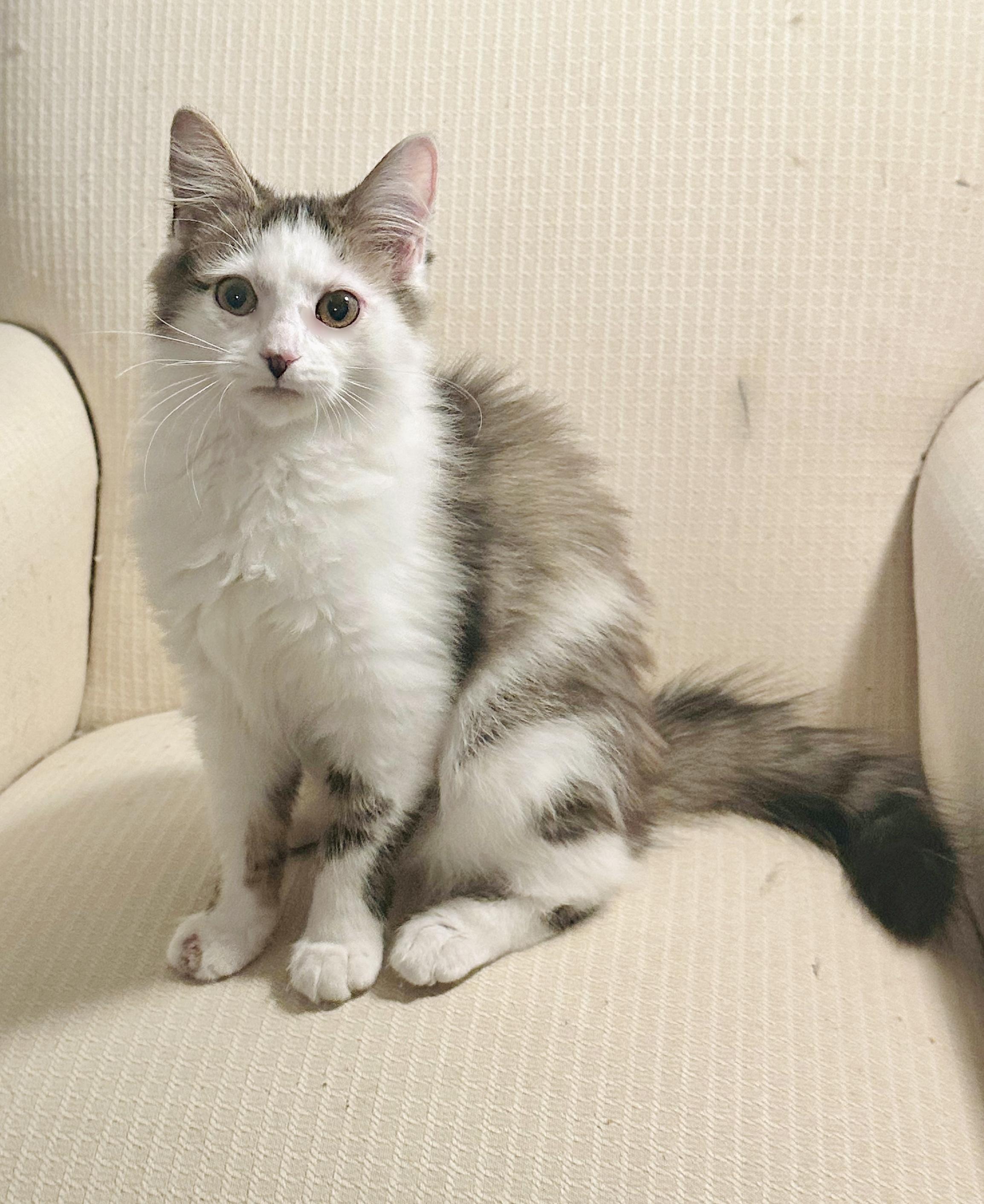 Enlarge Elsa, a ADOPTABLE mixed breed in Bethel, CT image 5/6