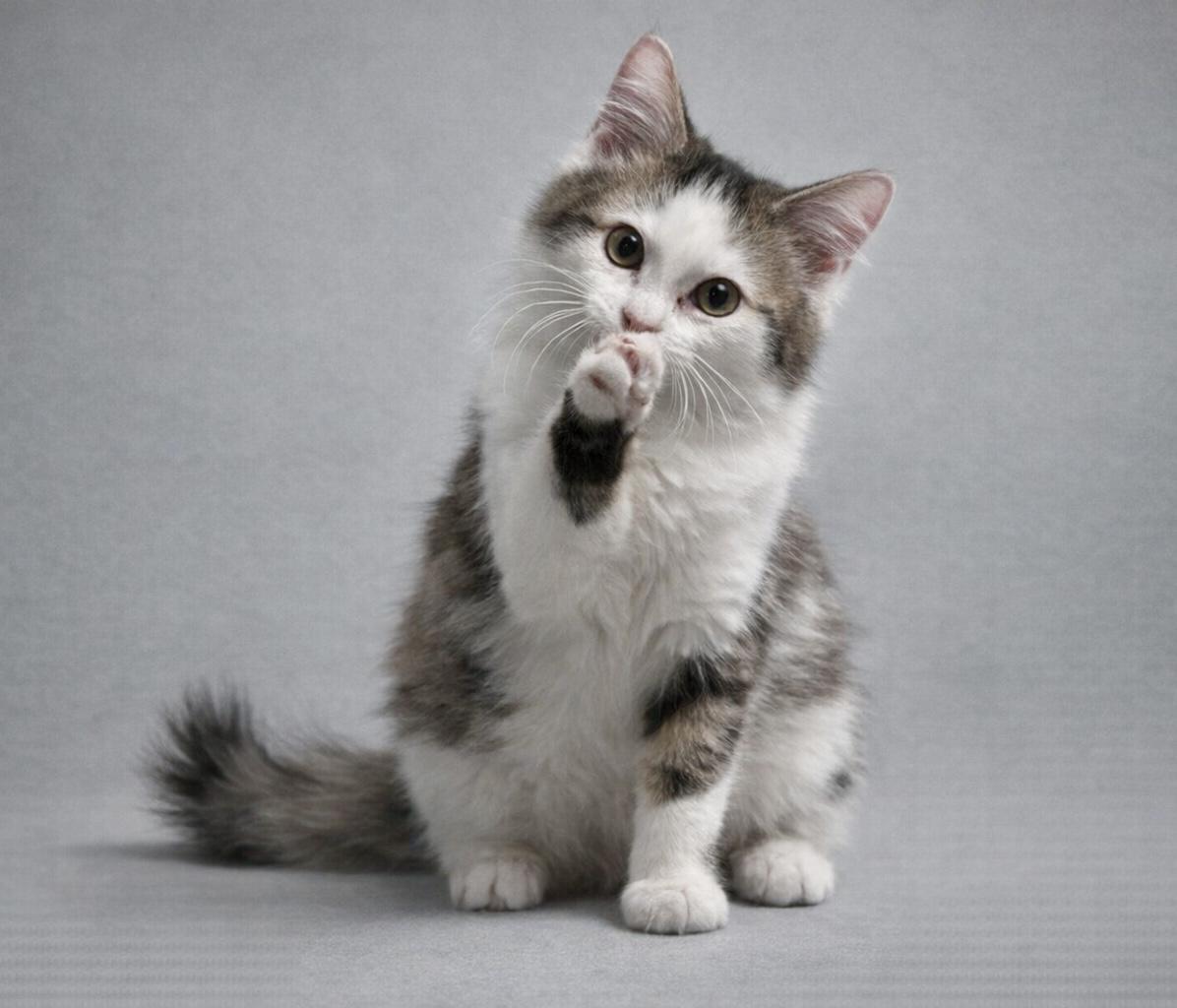 Enlarge Elsa, a ADOPTABLE mixed breed in Bethel, CT image 4/6